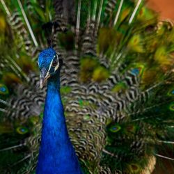 beautiful-peacock-with-bright-blue-neck-in-dayligh-2024-03-25-17-58-45-utc