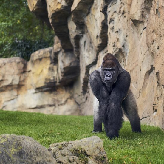 A large gorilla in a zoo enclosure